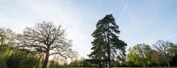 Beautiful large trees on the Hinxton Hall estate grounds