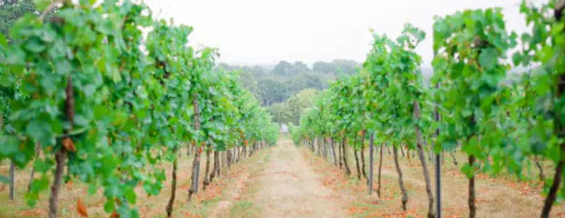 Lines of grape plants at Bolney Estate