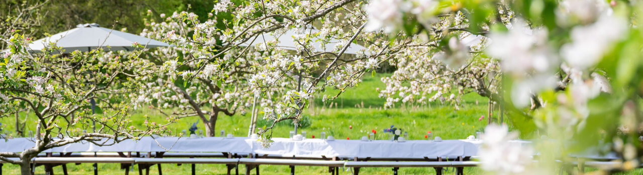 Picnic tables set out in a line and dressed with table cloths and parasols, seen through branches of blossoming apple trees.