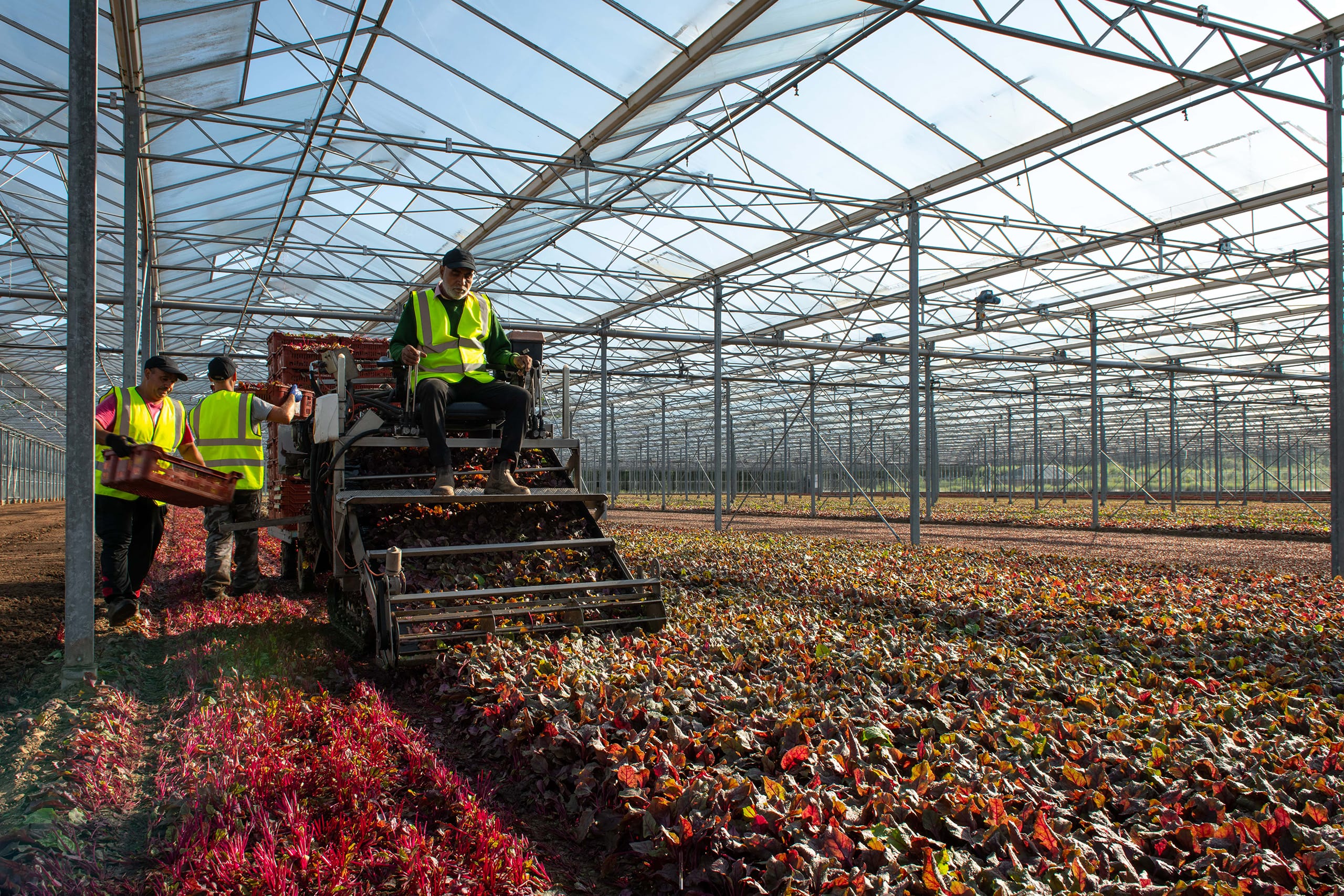 Workers and machine collecting lettuces in a commercial greenhouse.